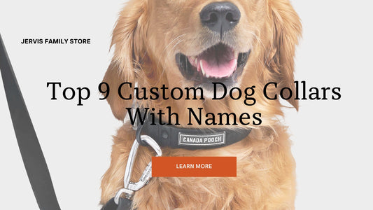 Discover Top 9 Custom Dog Collars With Names For Your Pet