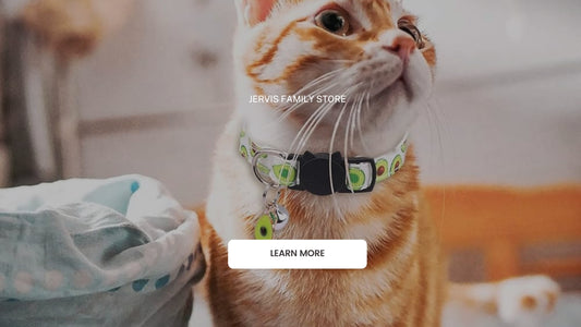 How to Train Your Cat to Love Wearing a Cat Collar Without Stress