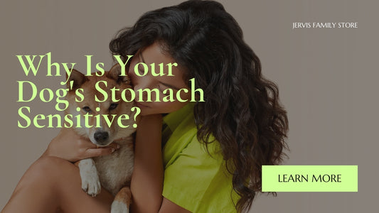 Why Is Your Dog's Stomach Sensitive? Best Food Choices Explained