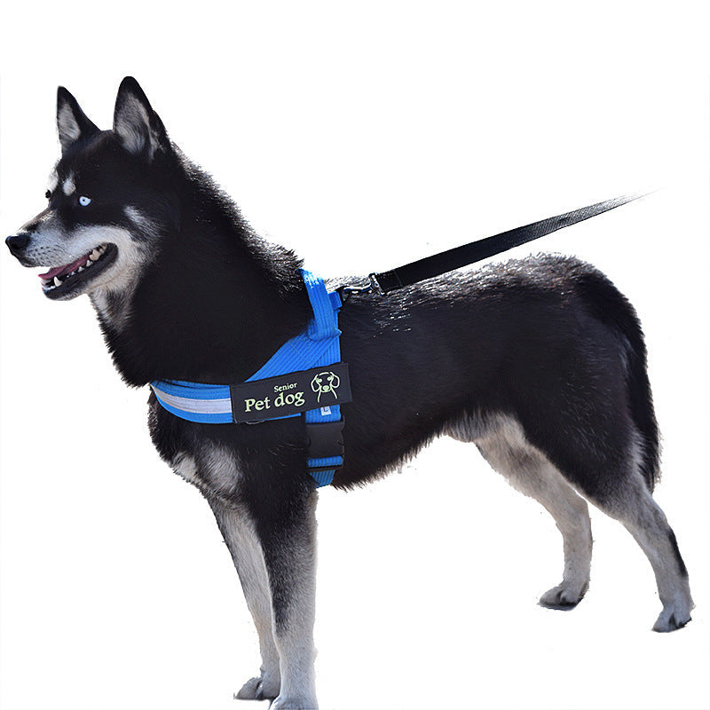 Durable Nylon Dog Leash & Harness: Multiple Colors & Sizes