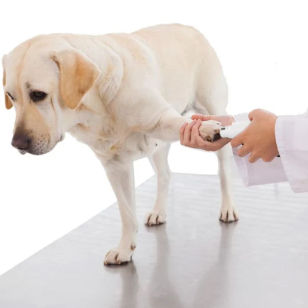 Electric Pet Nail Grinder for Gentle and Painless Nail Trimming