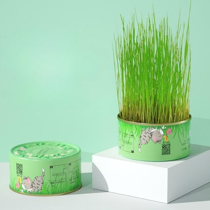 Organic Cat Grass Planting Hydroponic Box