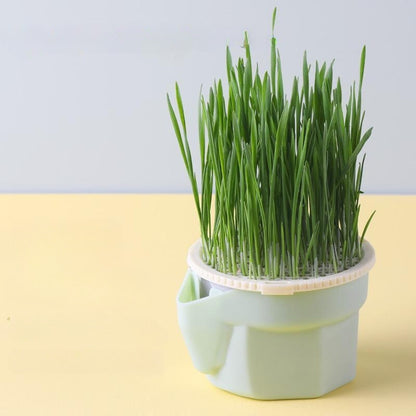 Organic Cat Grass Planting Hydroponic Box