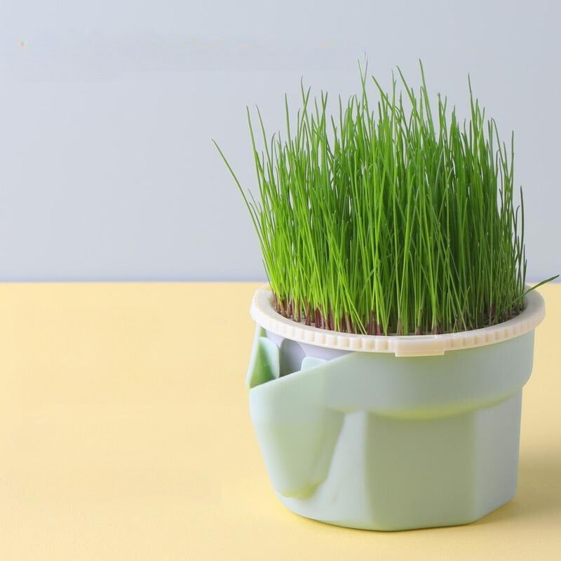 Organic Cat Grass Planting Hydroponic Box